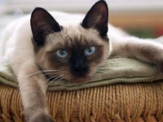 indoor cat breeds siamese web story