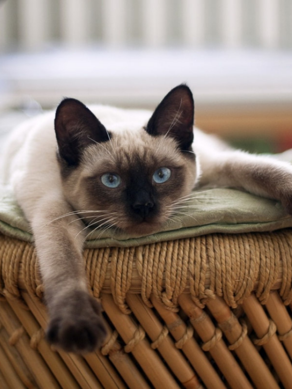 When Do Siamese Cats Stop Growing? 6 Blue-eyed chocolate point Siamese cat slouching while stating at the camera.