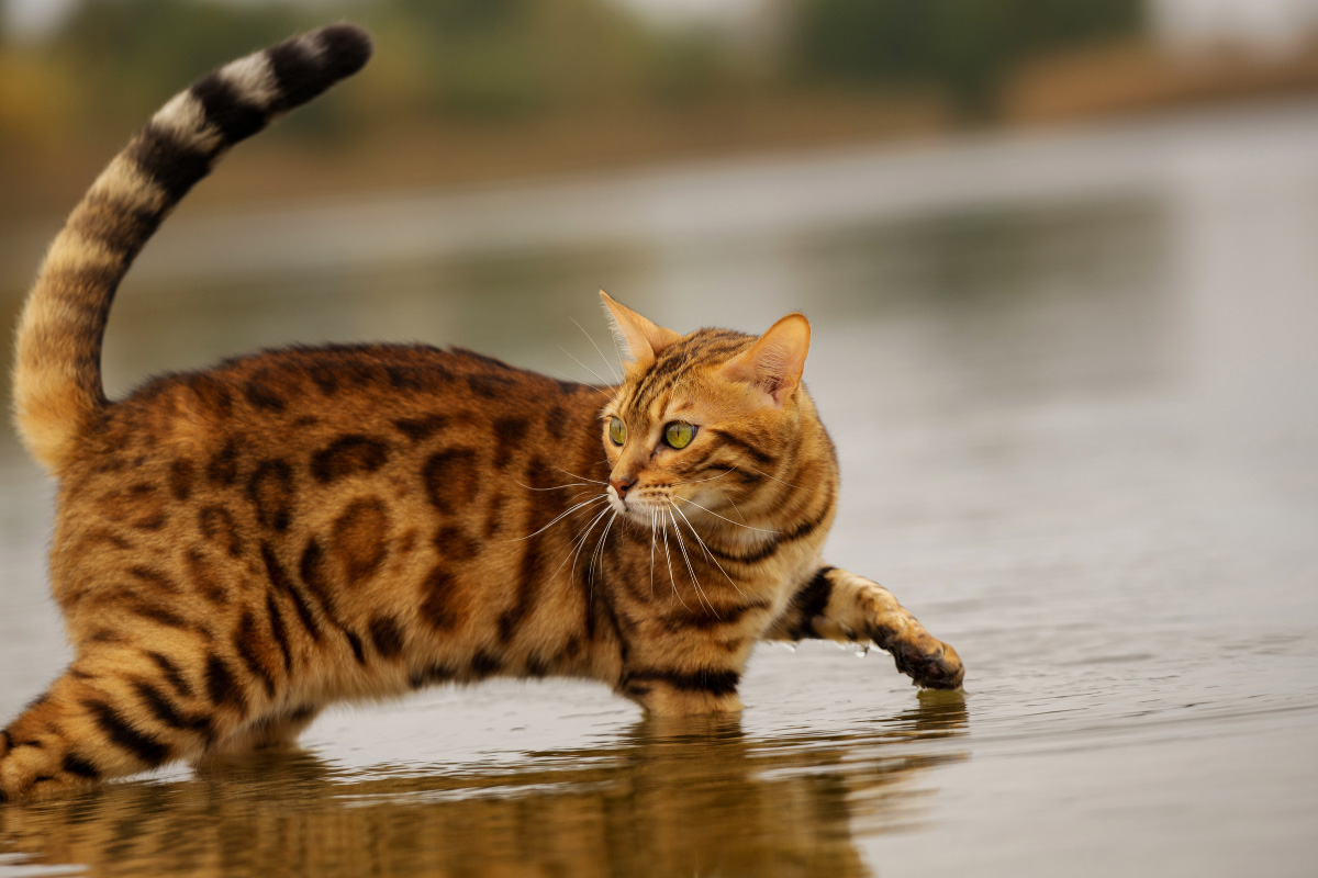 bengal cat in water