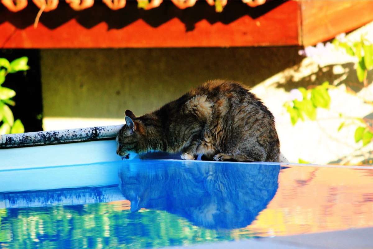 black cat drinking from swimming pool