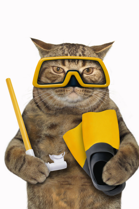 cat with diving equipment