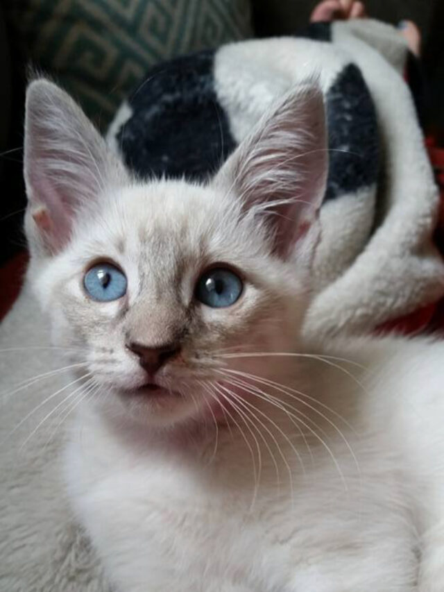 12 Things You Need to Know About Lilac Point Siamese Cat Story