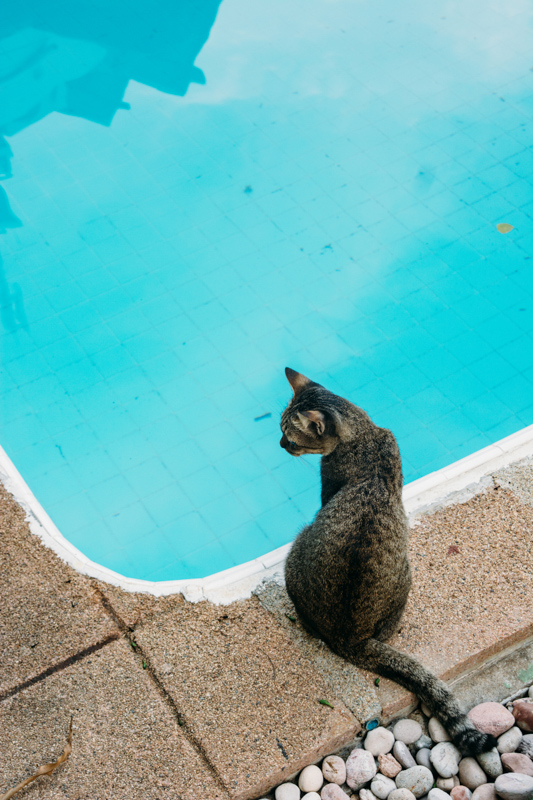 grey cat by the side of a swimming pool