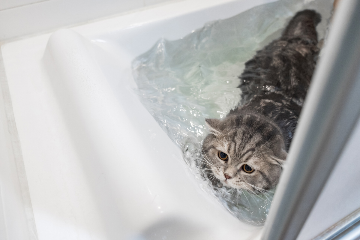 grey cat in bath with water