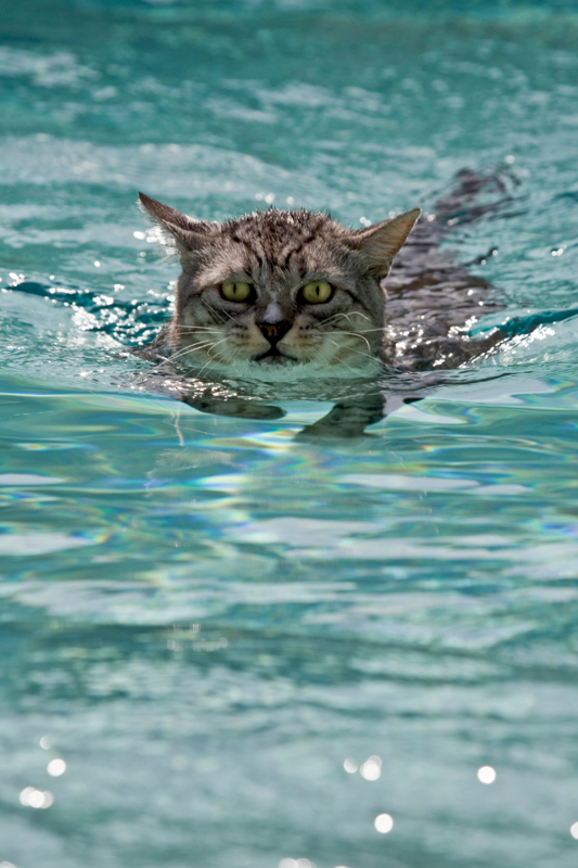grey cat swimming