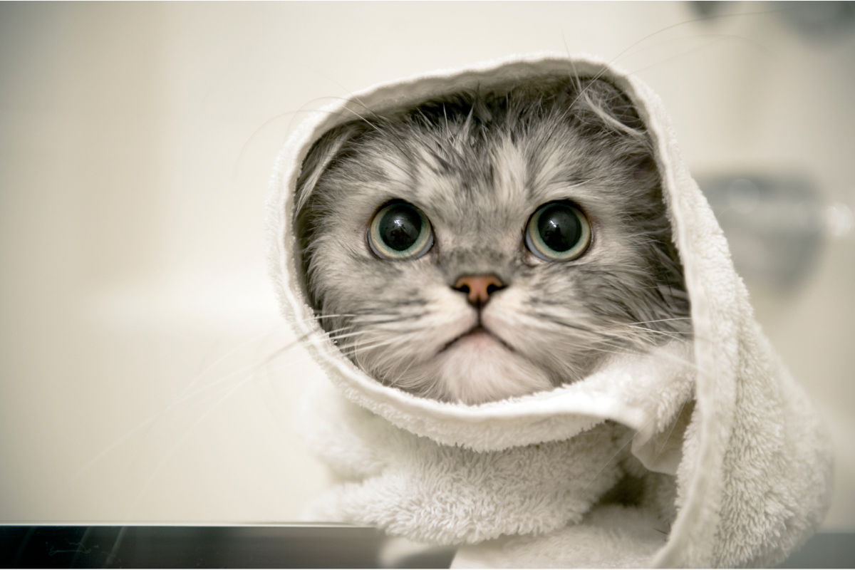 grey cat with towel