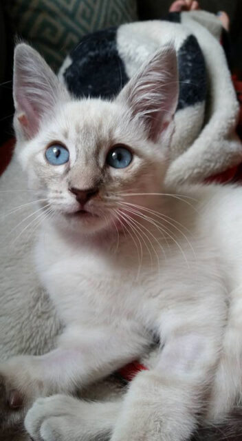 Lilac Point Siamese Cat (2022) | 12 Things You Need to Know I ...