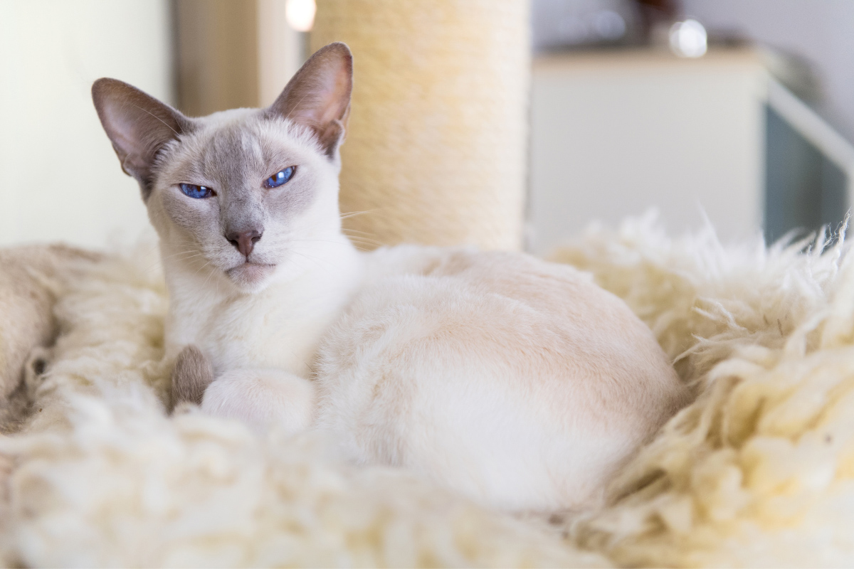 lilac point siamese cat on fluffy rug