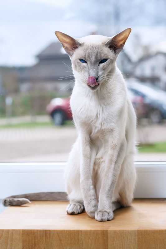 lilac point siamese cat on ledge