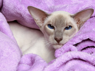 Blue-eyed Lilac point Siamese cat wrapped in a lilac towel.