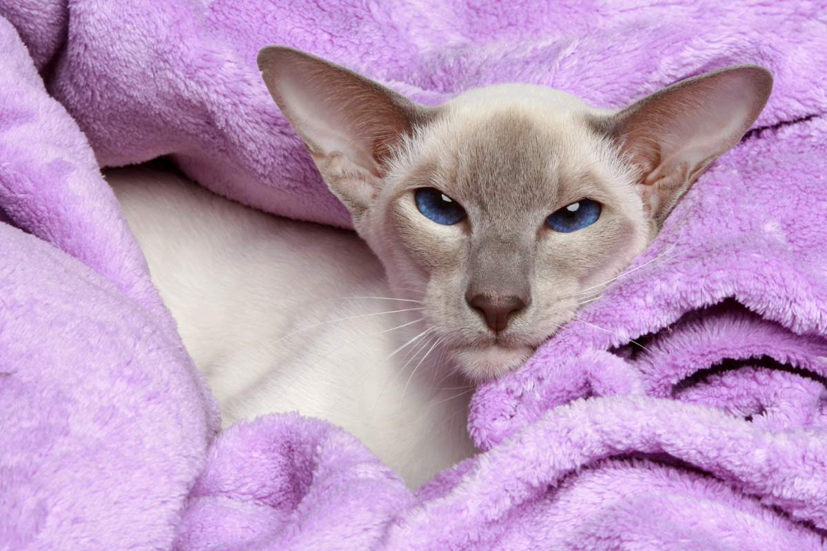 Chat siamois aux yeux bleus et au point lilas enveloppé dans une serviette lilas.