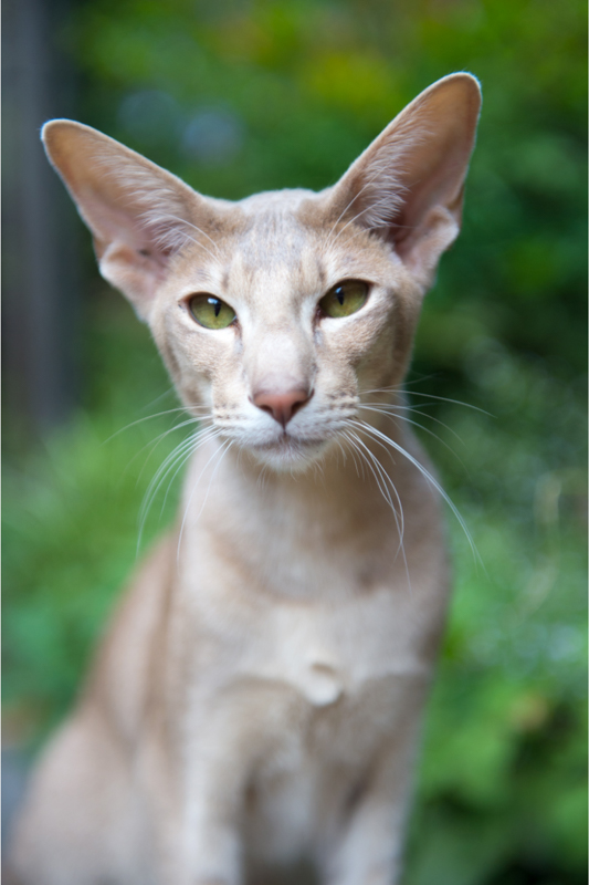 Lilac point Siamese cat over a green blurred background.