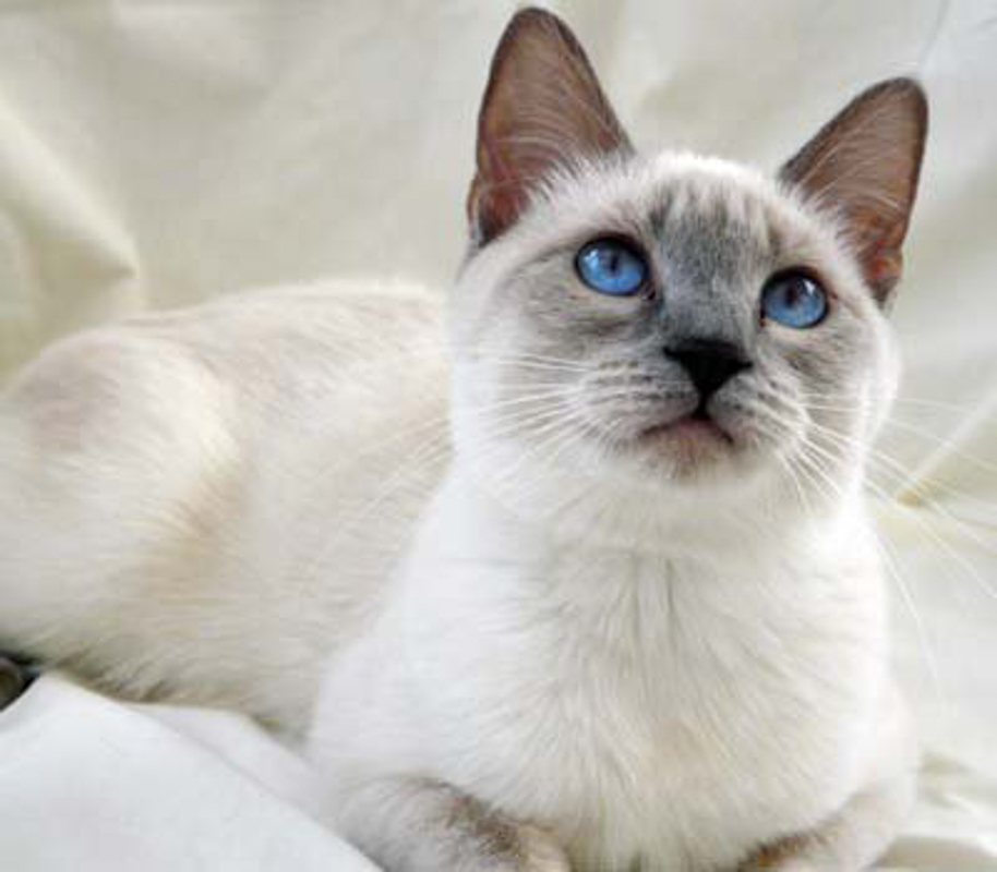 Blue-eyed Lilac point Siamese cat in a sitting position.