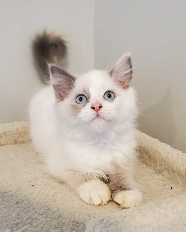 White Lilac point Siamese kitten with its tail pointed up while looking up at something.