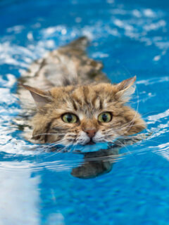 siberian cat swimming