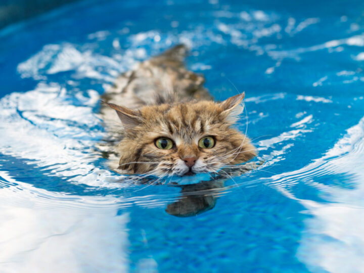 Can Cats Swim? All You Need to Know