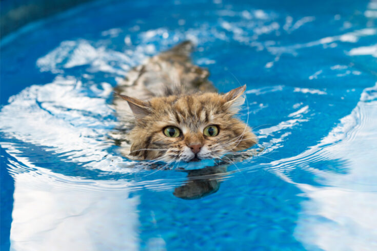 Can Cats Swim? (2022) Everything Cat Owners Need to Know I Discerning Cat