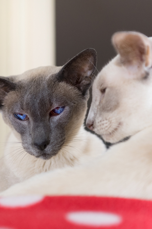 Two Siamese cats with their faces close to each other.