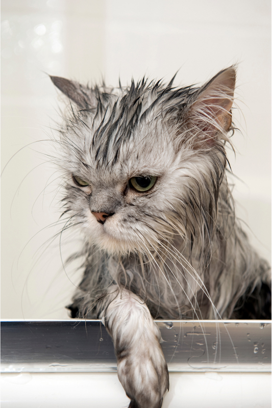 wet grey cat