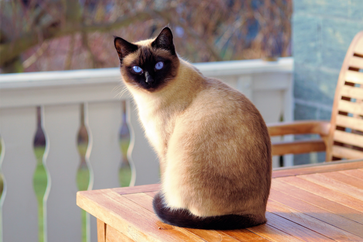 Blue-eyed chocolate point Siamese cat sitting on the wooden table while looking at the camera.