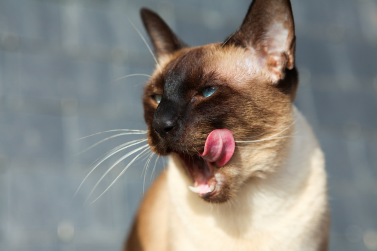 Chocolate point Siamese cat with its tongue out.