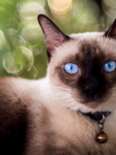 Blue-eyed chocolate point Siamese cat sitting over a blurred background.