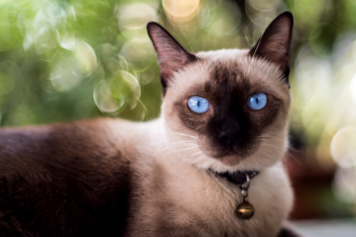 Chocolate point Siamese cat. when do siamese cats stop growing