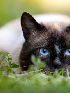 Blue-eyed chocolate point Siamese cat staring at the camera.