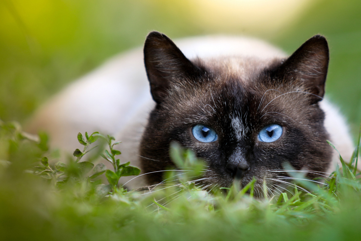 Blue-eyed chocolate point Siamese cat staring at the camera.