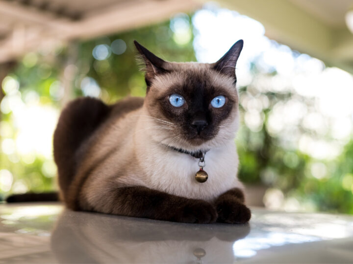 Chocolate Point Siamese (2022) | All You Need to Know About These Rare Cats
