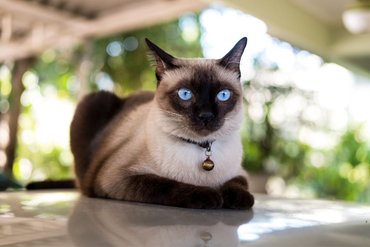 chocolate point siamese cat how big do siamese cats get