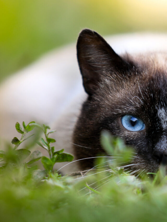 Are Siamese Cats Good Mousers Story