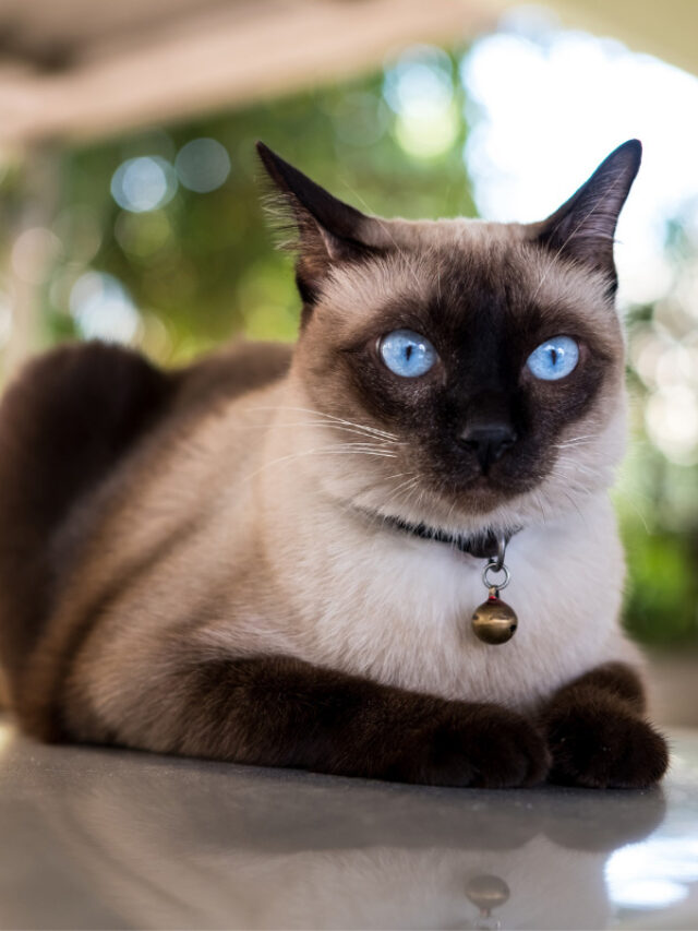 cropped-chocolate-point-siamese-cat_.jpg