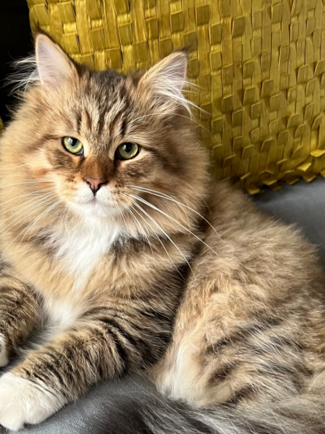 Most Popular Cat Colors Everything You Need to Know Story The