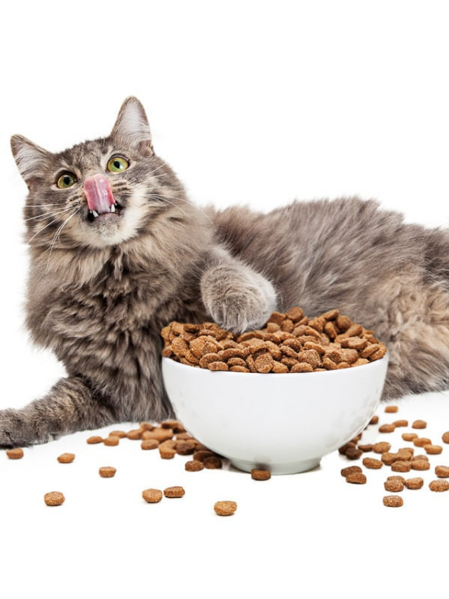 Here Are 12 of the Best Cat Food Names You’ll Love Story