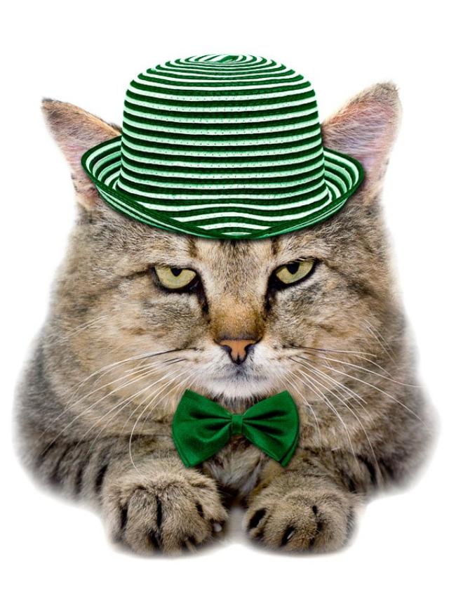 Check Out These 12 Adorable Irish Cat Names Story