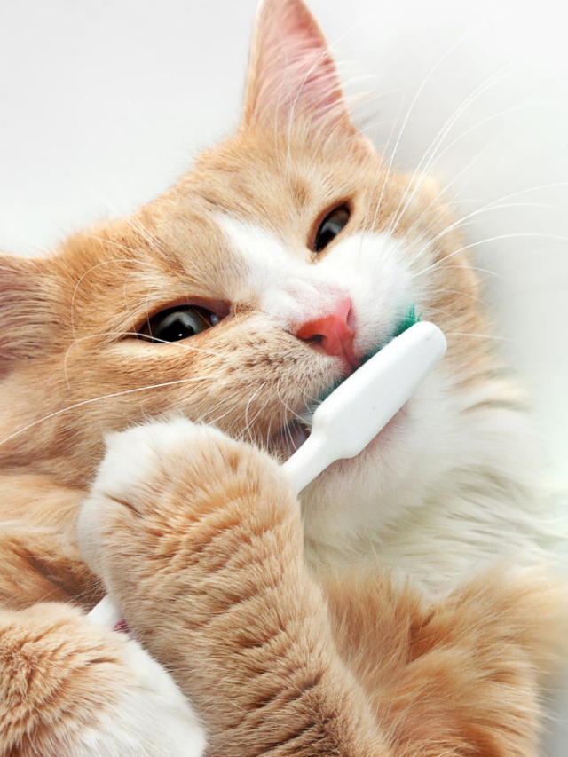 How to Keep Cat’s Teeth Clean Without Brushing Story