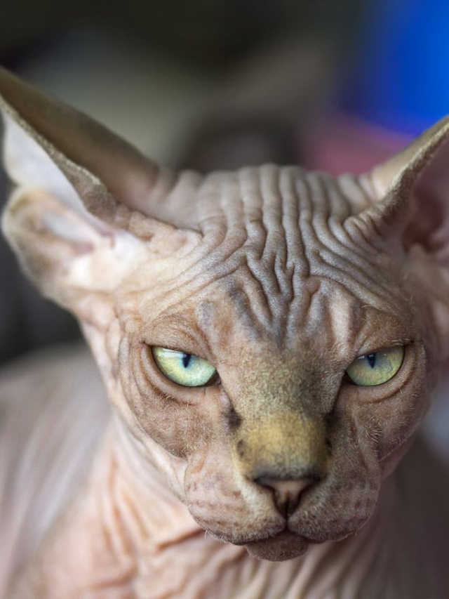 You’ll Love These 16 Weird and Wonderful Cat Breeds Story