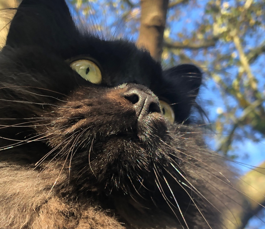 Can Cats See Ghosts? (2022) | Everything You Need to Know 4 black cat face