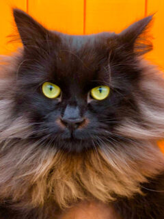 Blackish yellow-eyed Siberian cat over a yellow background.