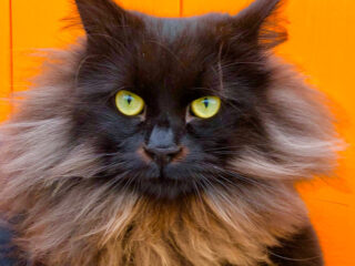 Blackish yellow-eyed Siberian cat over a yellow background.