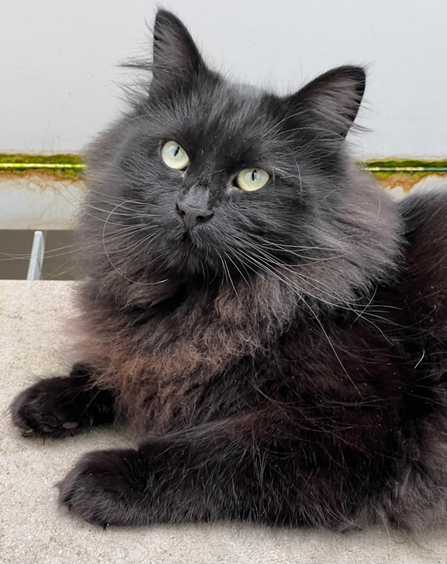 black siberian cat