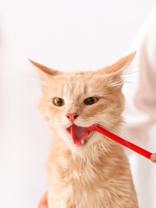 Maintaining Cat’s Teeth Clean Without Brushing Story The Discerning Cat