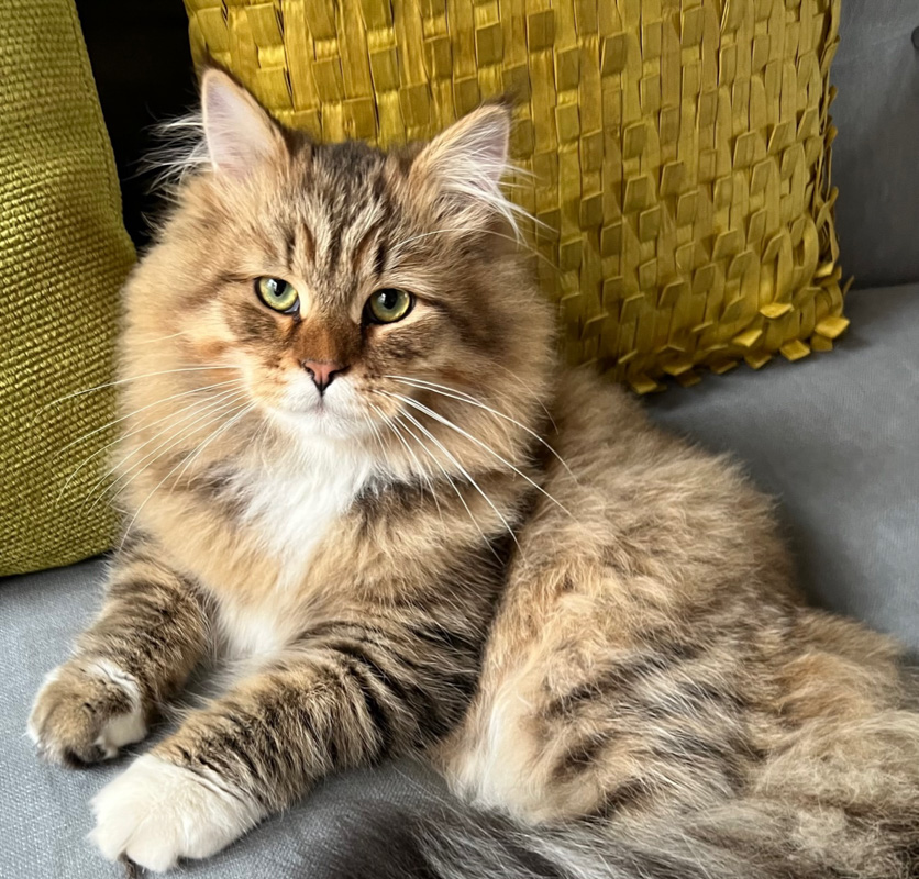 Cute Siberian cat sitting on the sofa in front of the yellow pillows.