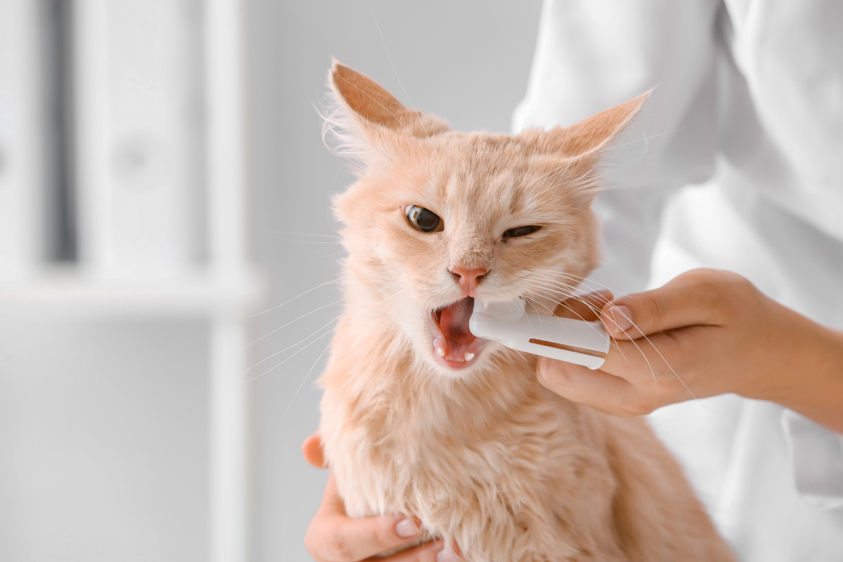 ginger cat at vet having teeth checked