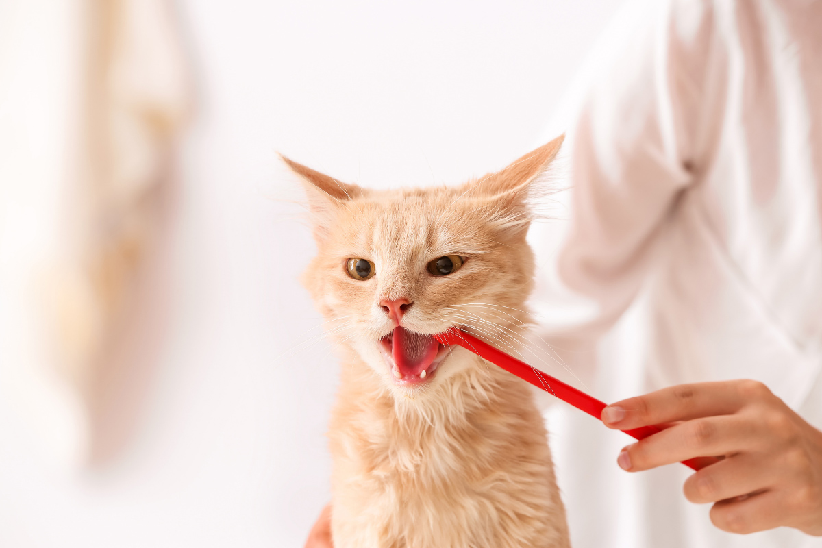 ginger cat at vet red toothbrush