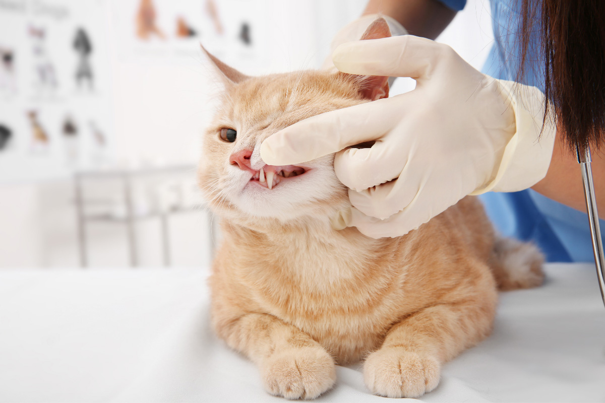 ginger cat at vet teeth