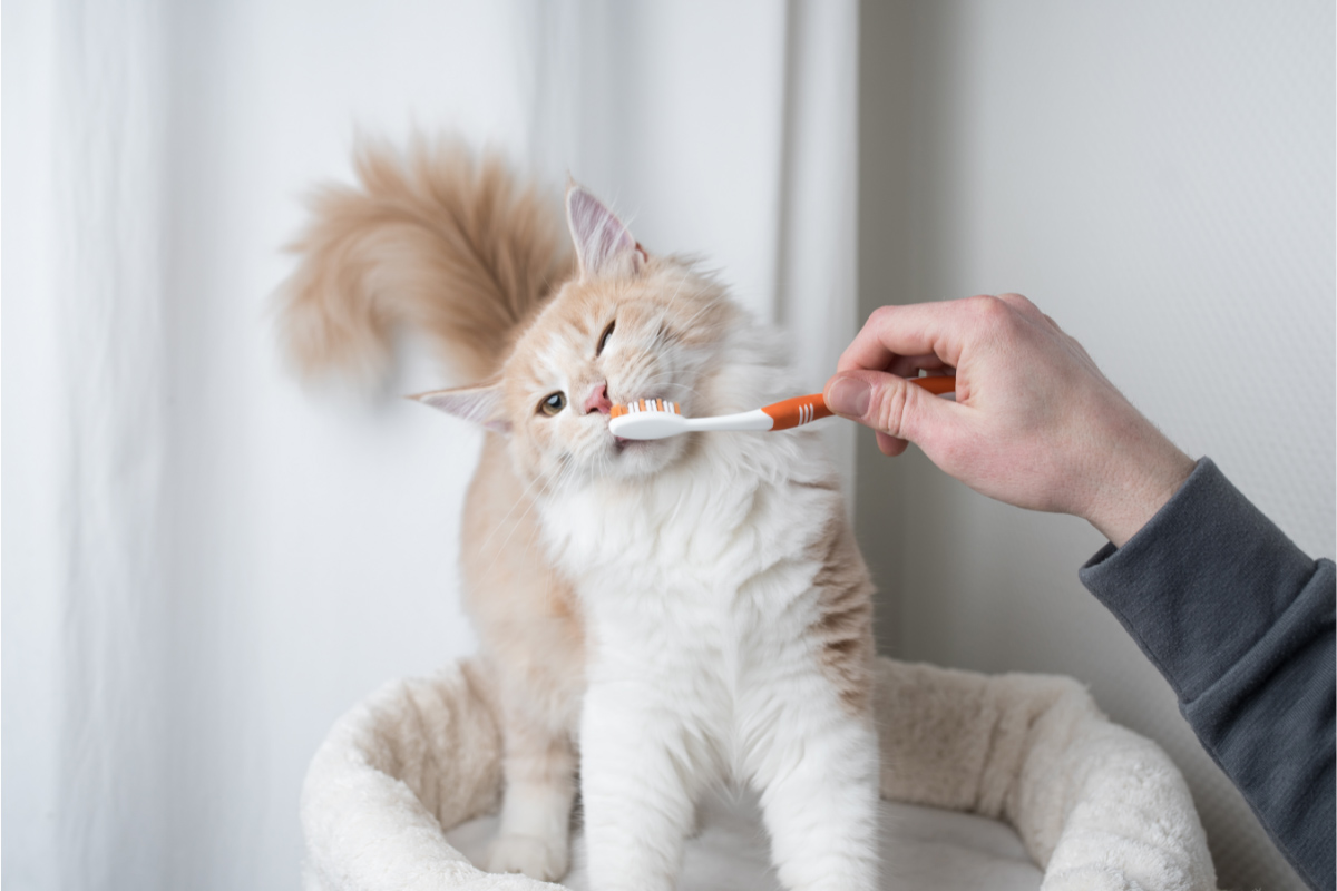 ginger cat having teeth cleaned