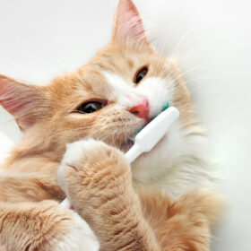 ginger cat with toothbrush