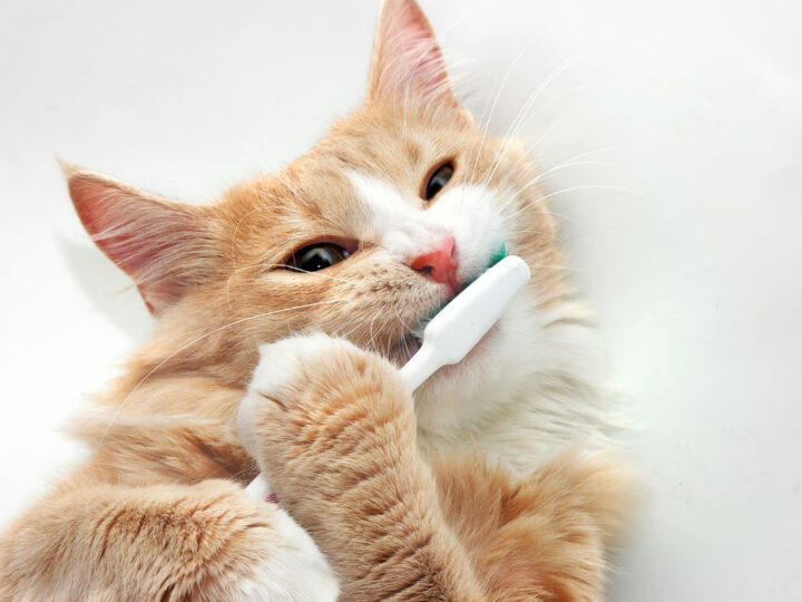 How to Keep Cat’s Teeth Clean Without Brushing